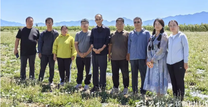 新疆橡胶草中试提取线投用！首次量产合格天然橡胶